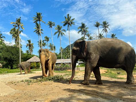 krabi elephant sanctuary|krabi elephant house sanctuary.